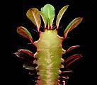 Euphorbia trigona