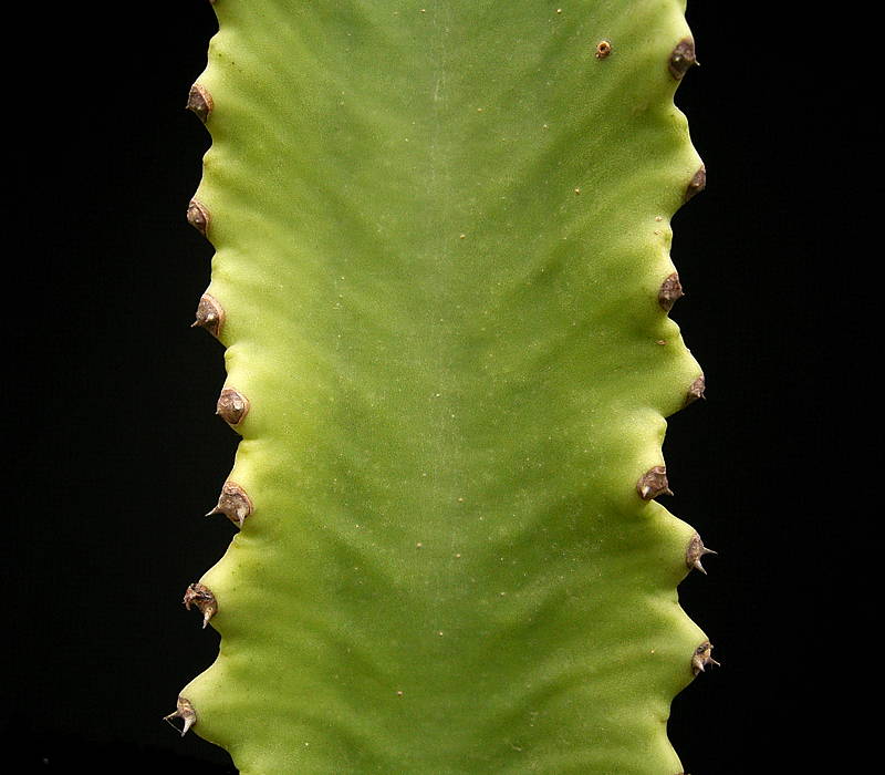 Euphorbia abyssinica