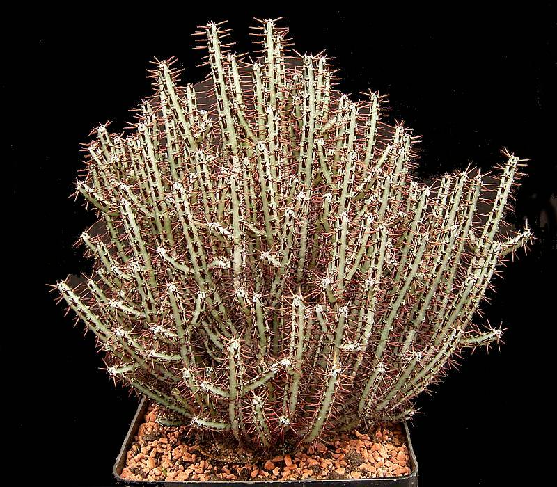 Euphorbia aeruginosa