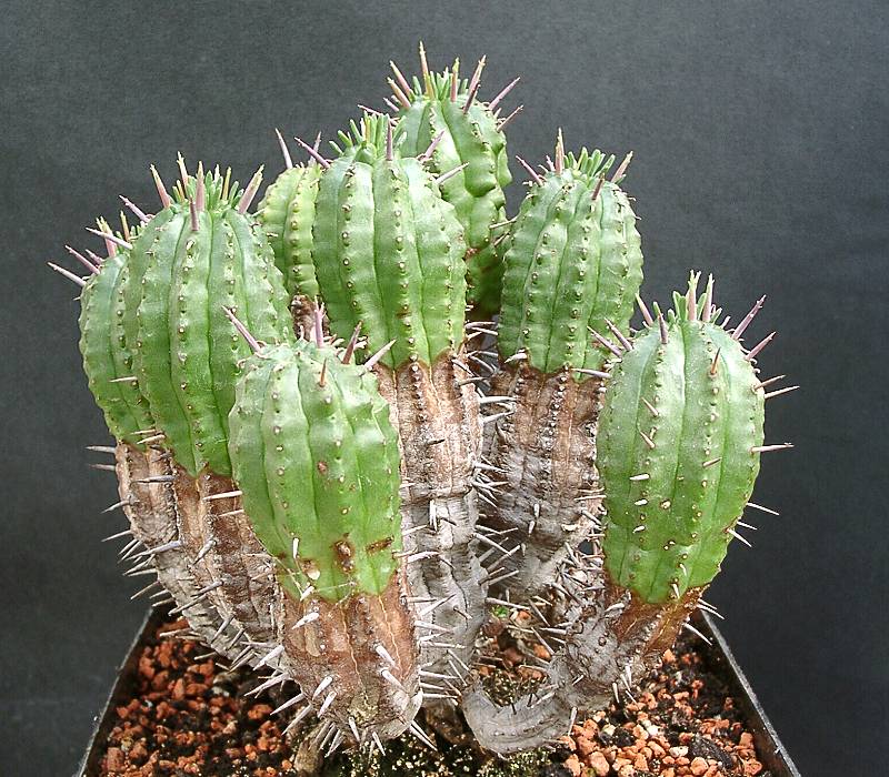 Euphorbia aggregata var. aggregata