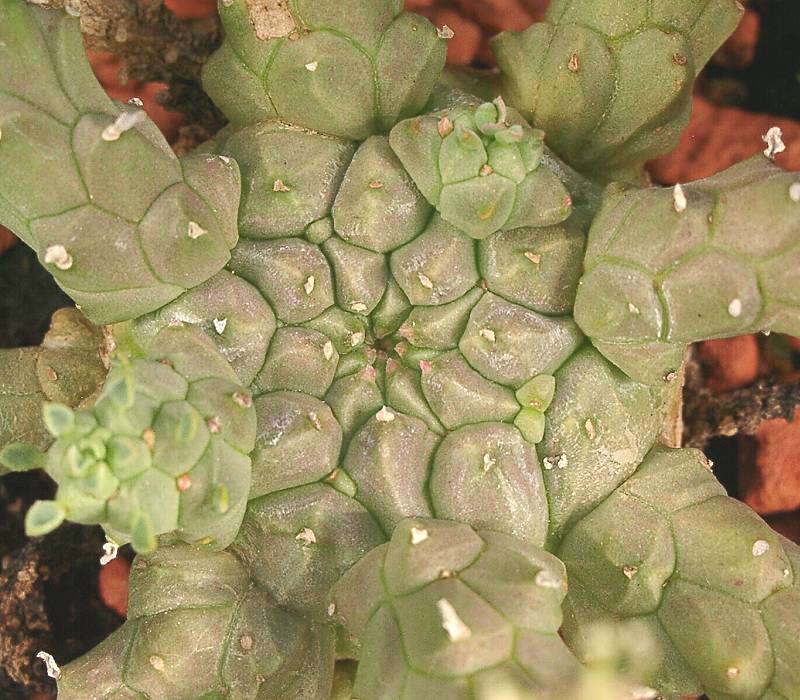 Euphorbia albipollinifera