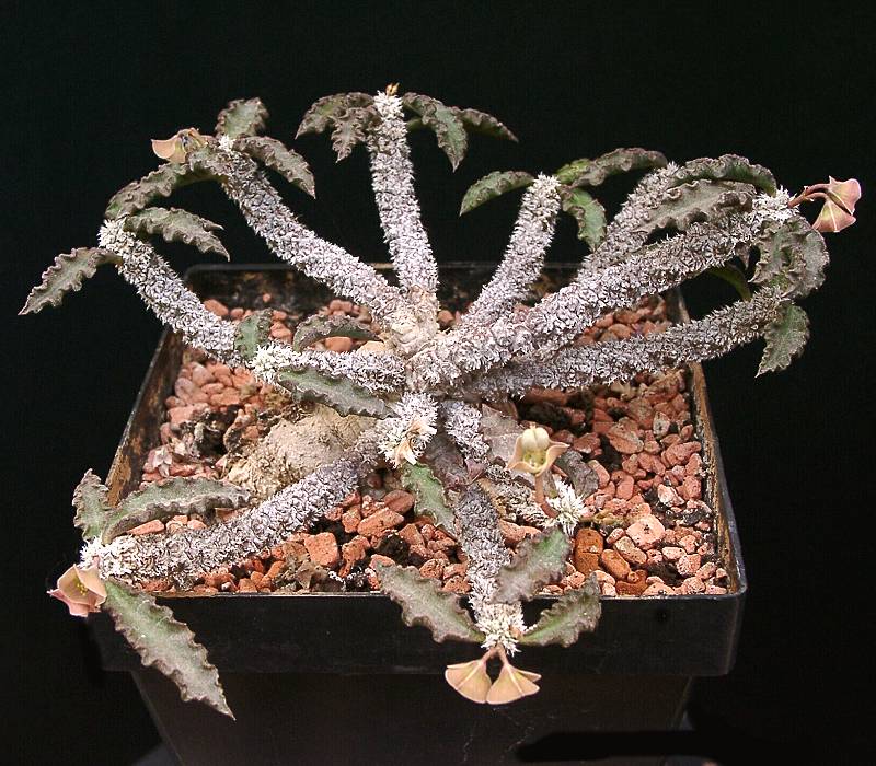 Euphorbia ambovombensis