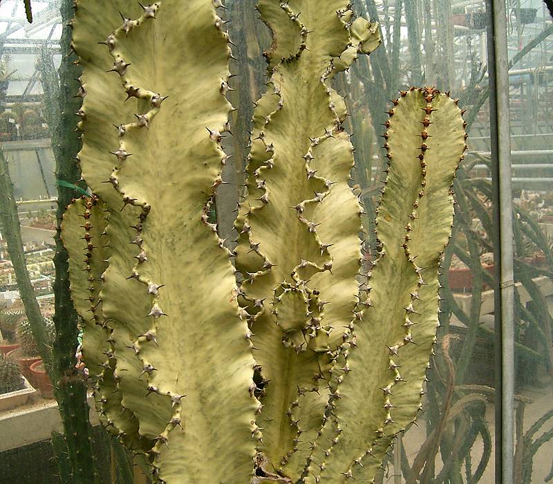Euphorbia ammak