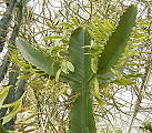 Euphorbia ampliphylla