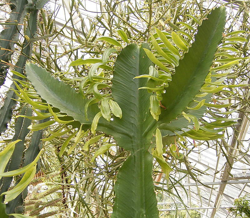 Euphorbia ampliphylla