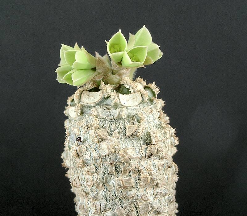 Euphorbia ankarensis