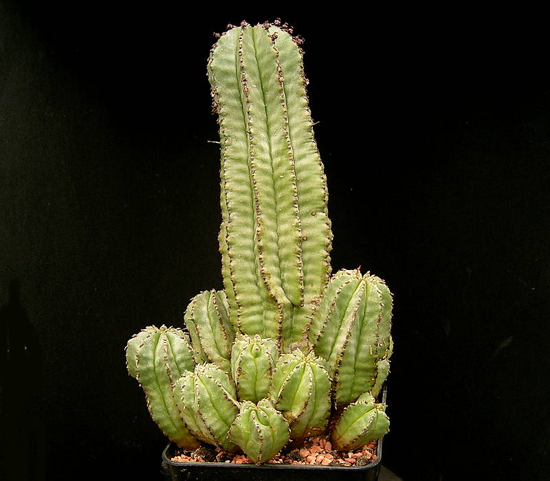 Euphorbia anoplia