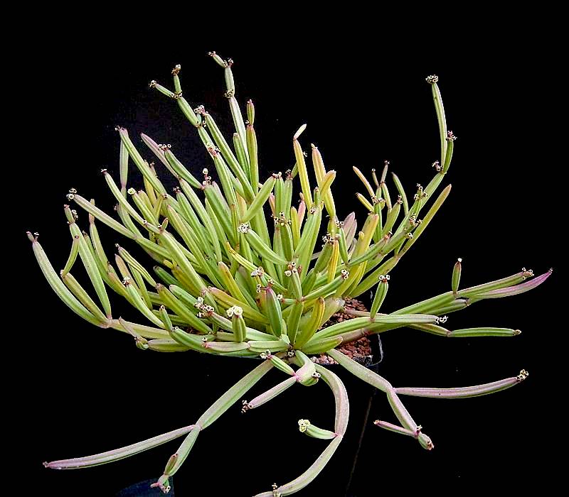 Euphorbia appariciana