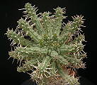 Euphorbia arida
