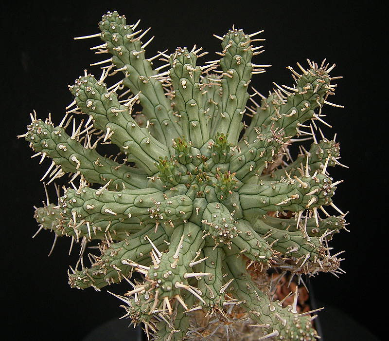 Euphorbia arida