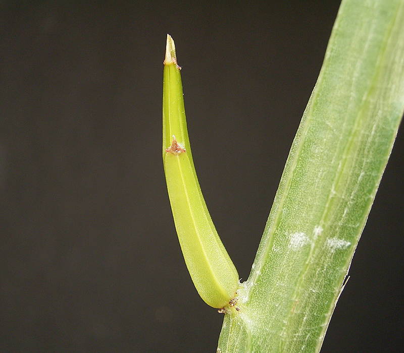 Euphorbia attastoma var. attastoma