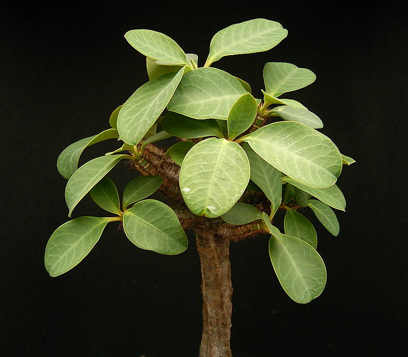 Euphorbia aureo-viridiflora