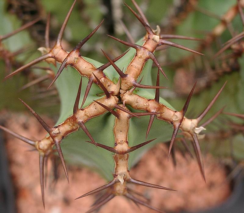 Euphorbia avasmontana