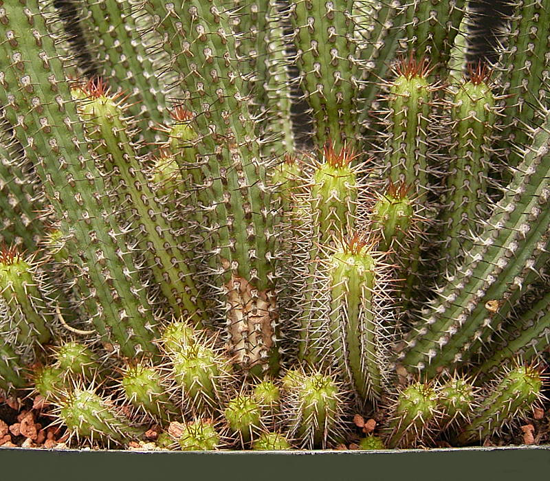Euphorbia baioensis
