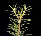 Euphorbia balsamifera ssp. balsamifera
