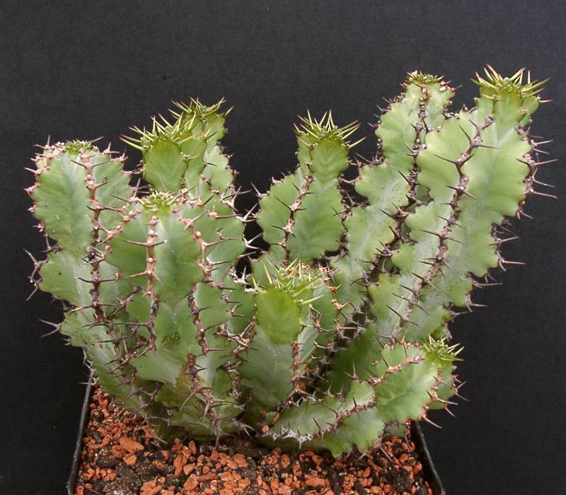 Euphorbia barnardii