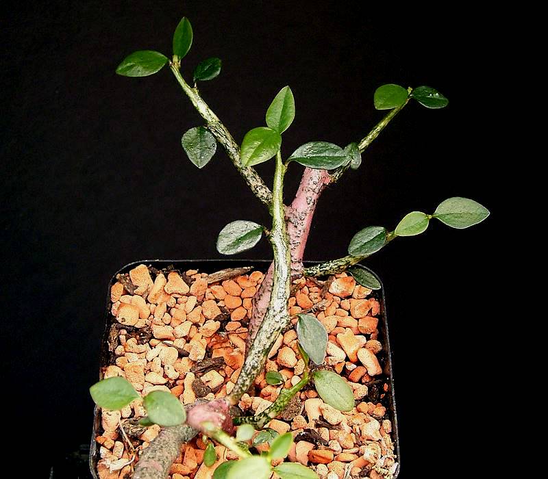 Euphorbia bemarahaensis