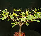 Euphorbia bongolavaensis