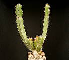 Euphorbia bothae