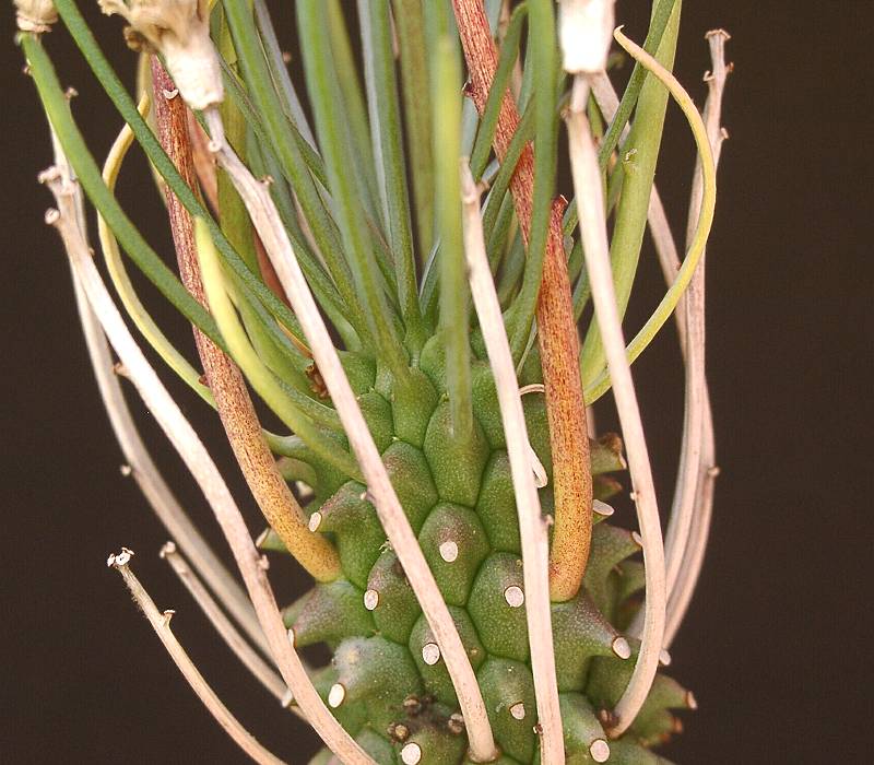 Euphorbia brakdamensis