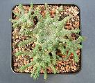 Euphorbia brevirama
