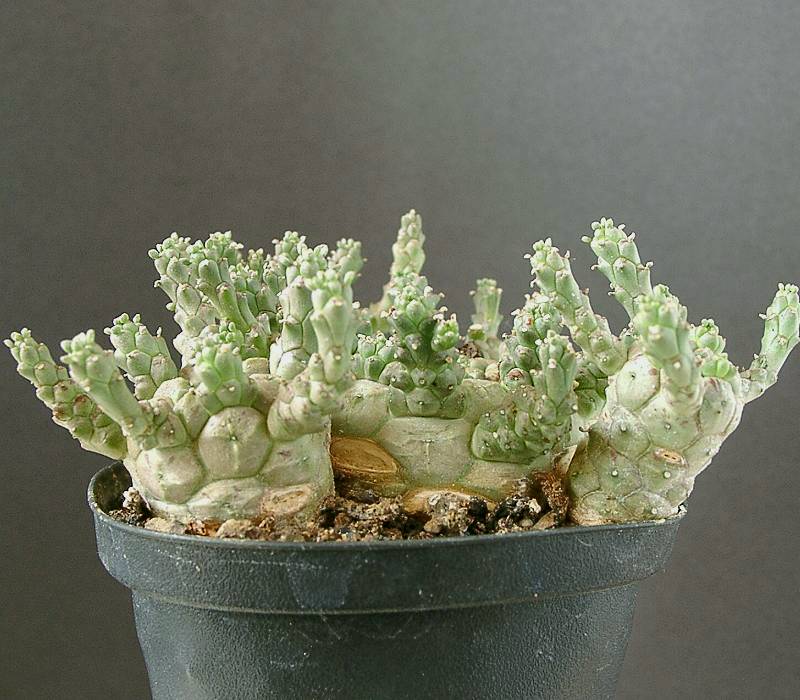 Euphorbia brevirama
