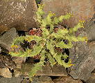Euphorbia brevitorta