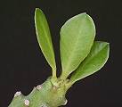Euphorbia caducifolia