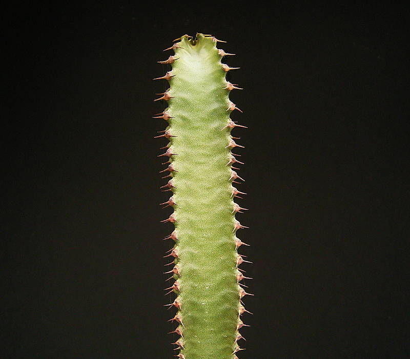Euphorbia canariensis