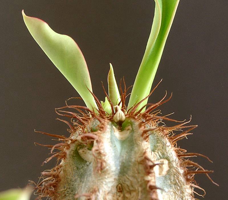 Euphorbia cap-manambatoensis