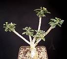 Euphorbia capsaintemariensis