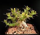Euphorbia clavigera