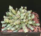 Euphorbia clivicola