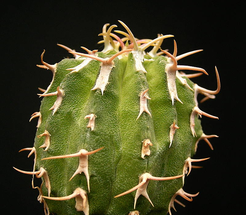 Euphorbia columnaris