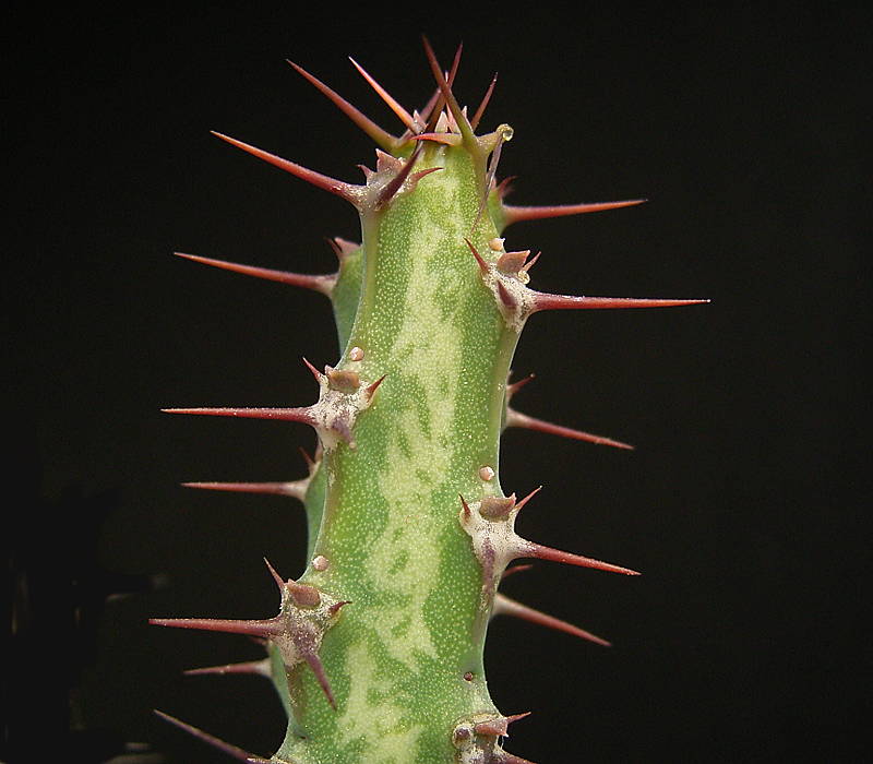 Euphorbia complexa