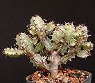Euphorbia confinalis ssp. confinalis