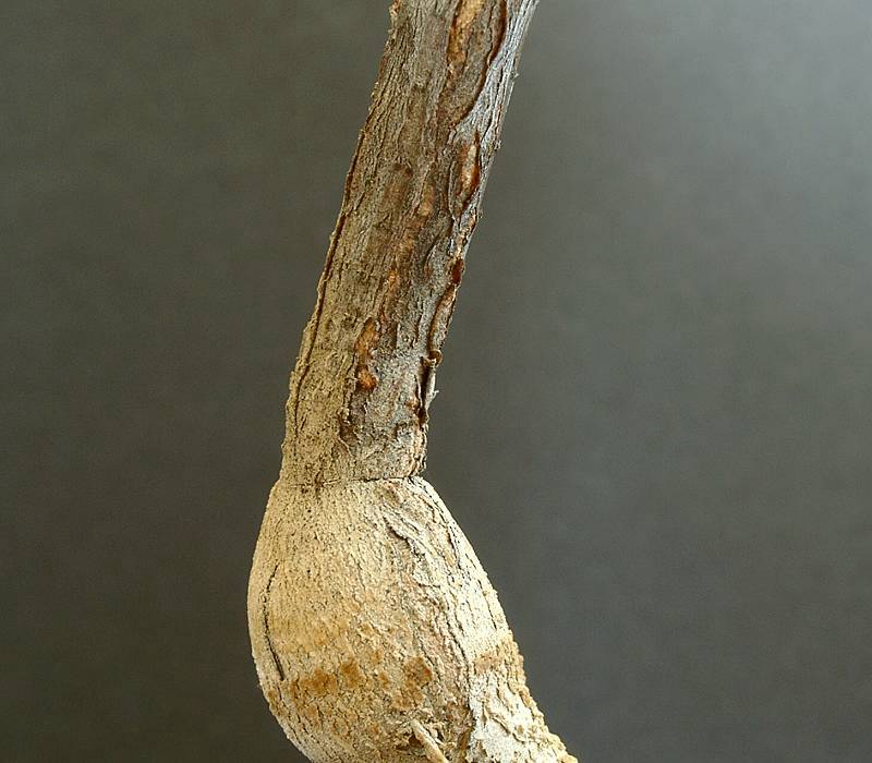 Euphorbia cryptospinosa