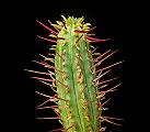 Euphorbia cumulata