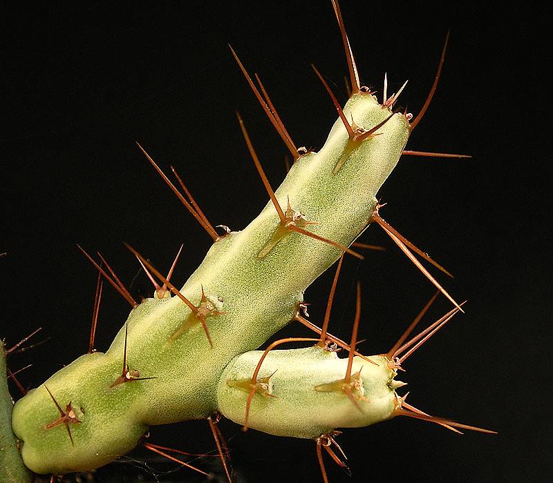 Euphorbia cuprispina