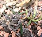 Euphorbia cylindrifolia ssp. cylindrifolia