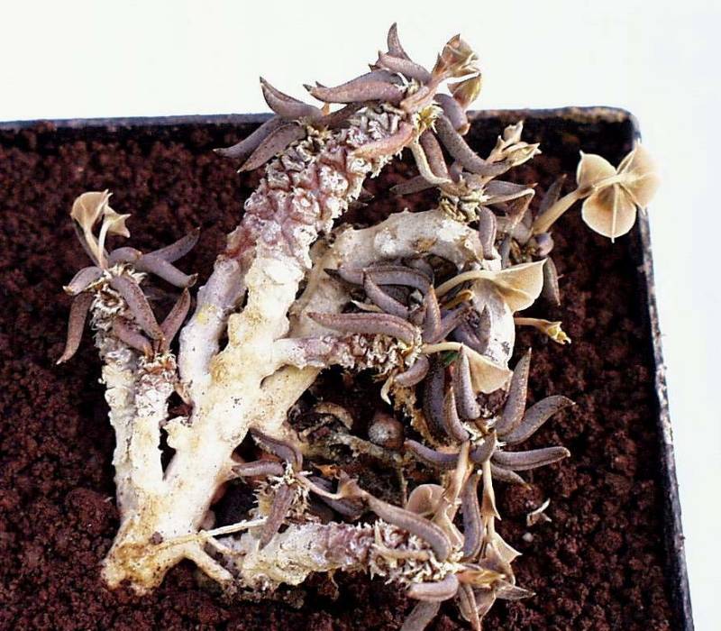 Euphorbia cylindrifolia ssp. cylindrifolia