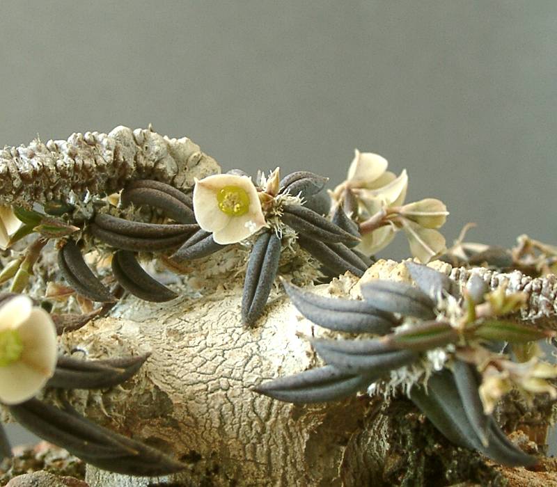 Euphorbia cylindrifolia ssp. tuberifera