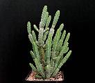 Euphorbia debilispina