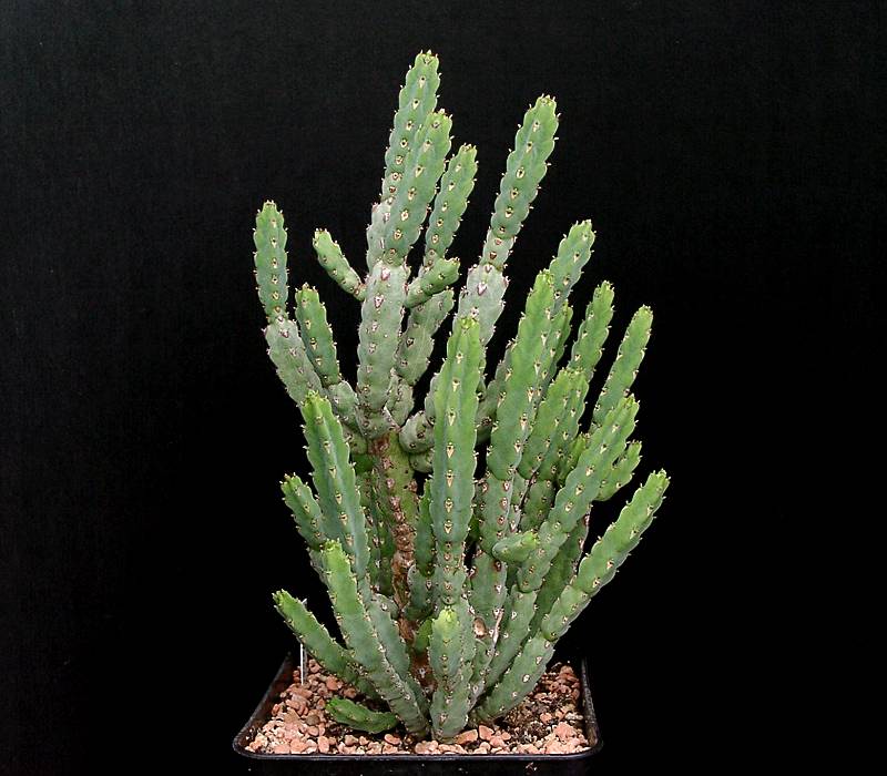 Euphorbia debilispina