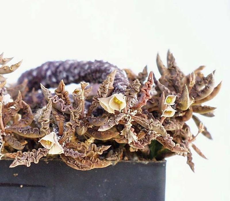 Euphorbia decaryi var. spirosticha