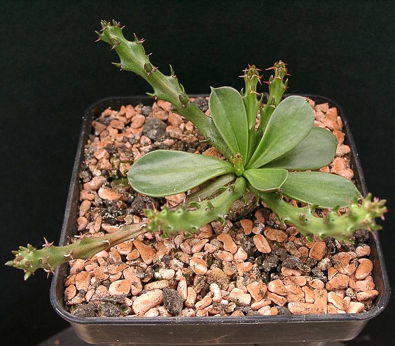 Euphorbia decidua