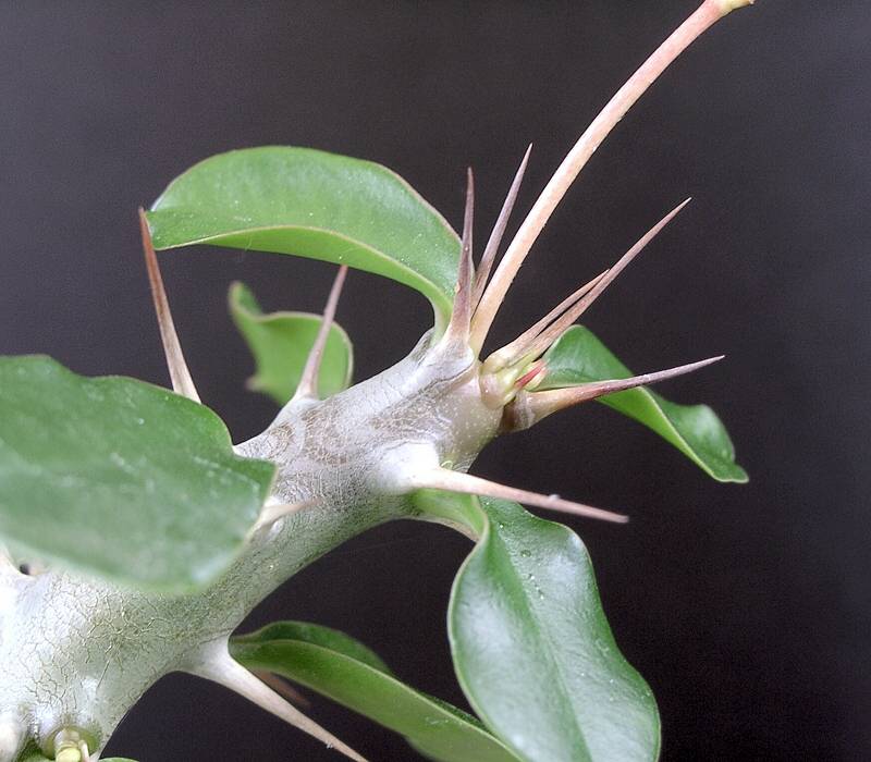 Euphorbia delphinensis