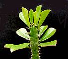 Euphorbia desmondii