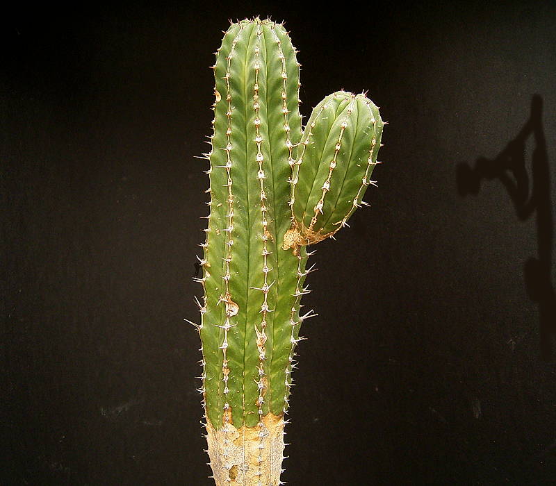Euphorbia echinus
