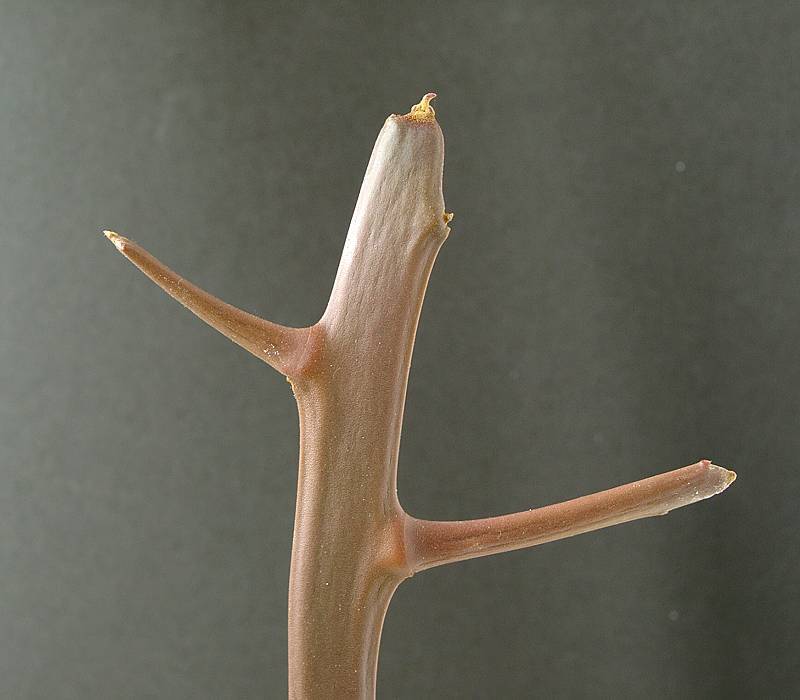 Euphorbia enterophora